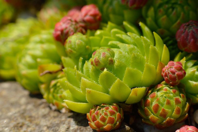 Hauswurzen von Karin Jähne