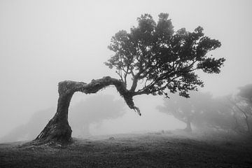 knoestige boom in de mist in zwartwit van Erwin Pilon