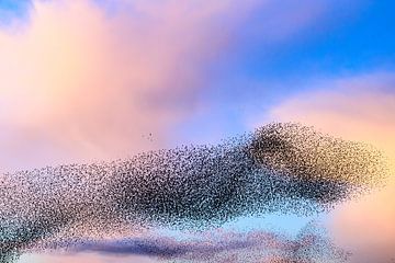 Spreeuwen groep in de lucht tijdens zonsondergang van Sjoerd van der Wal Fotografie