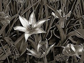 Spring Flowers in Black and White