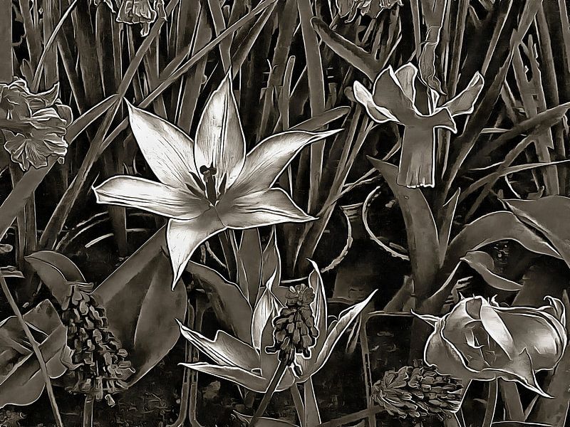 Frühlingsblumen in Schwarz und Weiß von Dorothy Berry-Lound