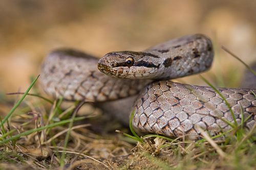 oplettende gladde slang