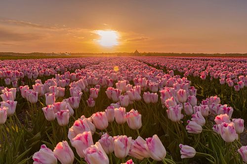 Sunset over a tulip field