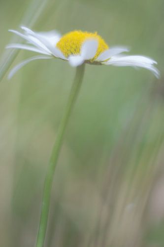 Gewone Margriet