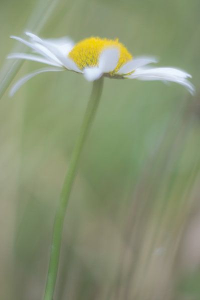 Margerite von Minie Drost