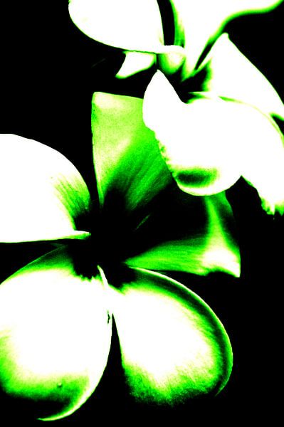 Contraste des fleurs (vert) par Ernst van Voorst