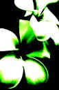 Bloemen Contrast (groen) van Ernst van Voorst thumbnail