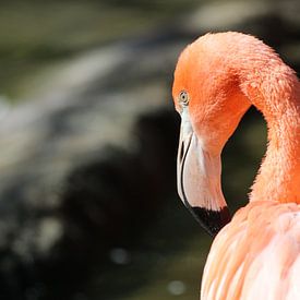 Flamingo in de zon van Melissa Peltenburg