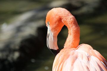 Flamingo in de zon