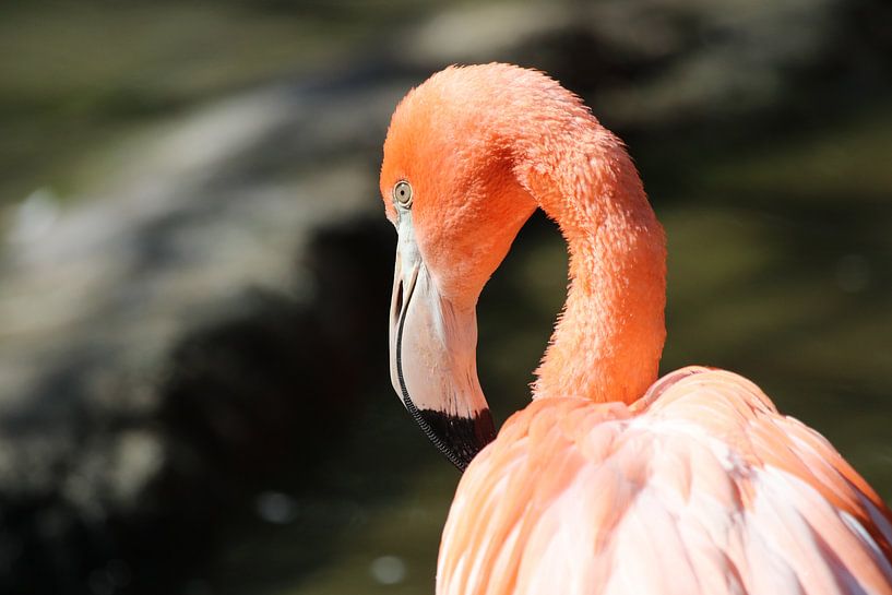 Flamingo in de zon van Melissa Peltenburg