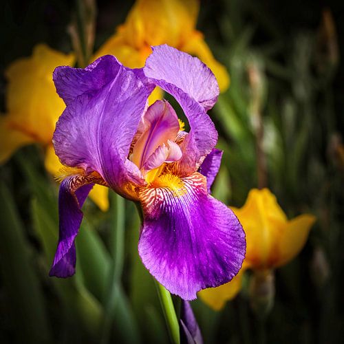 Iris