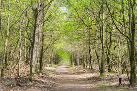 Deeler forest, nature, veluwe by Wessel Dekker
