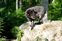 Polarfuchs im Sommerfell Norwegen