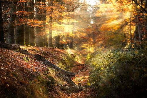May These Days Bring You Some Light