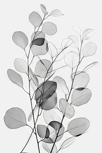 Eucalyptus