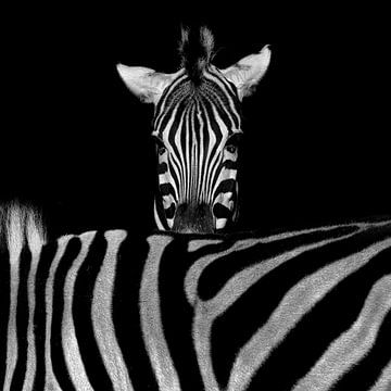 Stripes within stripes by Ken Kühlbrandt