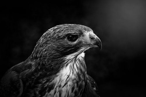 Havik in zwart wit