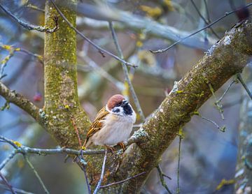 Feldspatz auf einem Baum von ManfredFotos