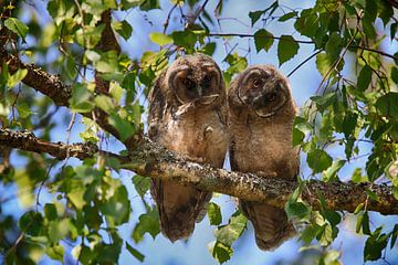 Jeune hibou moyen-duc (Asio otus) assis dans un arbre, Allemagne sur Frank Fichtmüller