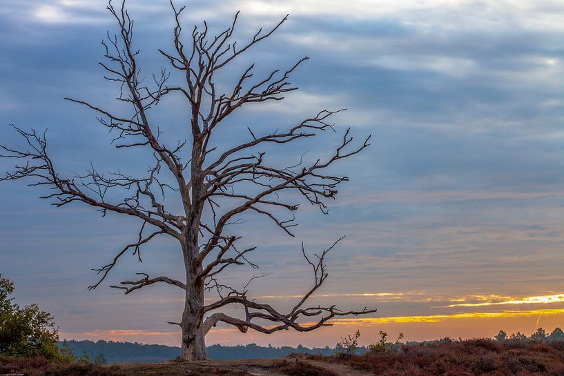 Tree on posbank by Paul Vergeer