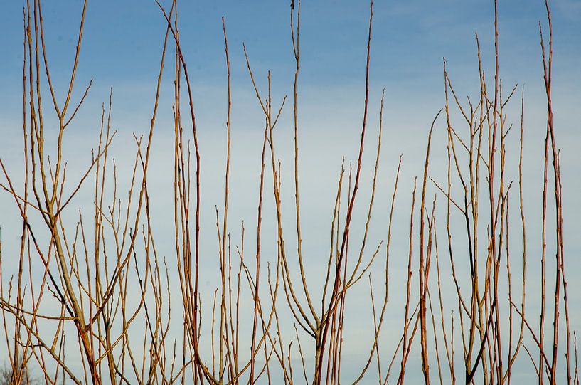 Schiermonnikoog 04 par MANON BEERNINK
