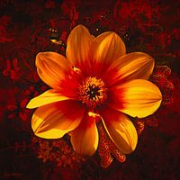 An orange-red Dahlia with an amadine.