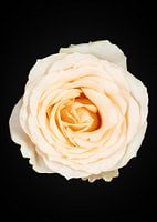 Roze Roos