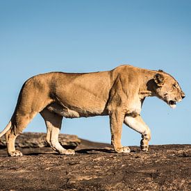 Lion dans le parc national du Masai Mara sur Nick Chesnaye
