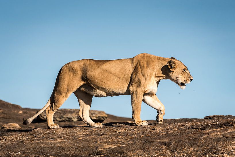 Löwe im Masai Mara-Nationalpark von Nick Chesnaye
