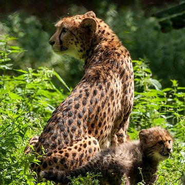 Gepard oder Geparden: Königlicher Bürgerzoo von Loek Lobel