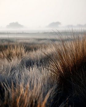 Tranquillité matinale parmi les herbes ondulantes