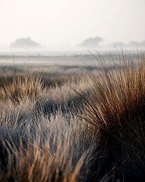 Ochtendstilte tussen wuivend gras van Vlindertuin-Art