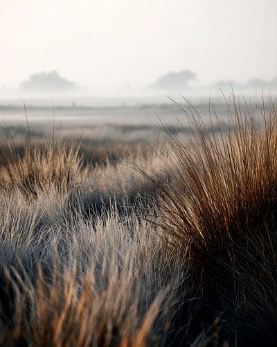 Tranquillité matinale parmi les herbes ondulantes sur Vlindertuin-Art