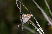 Little Brown Blue - Aricia Agestis 2