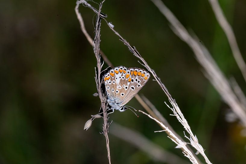 Petit bleu brun - Aricia Agestis 2 par Kees Goethart