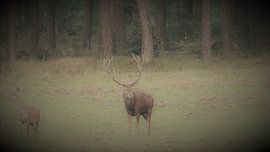 Herten, Zwijnen von Gijs van Veldhuizen