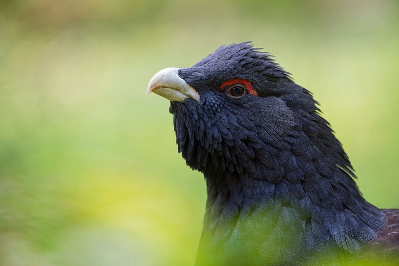 kühner Blick... Auerhahn *Tetrao urogallus* par wunderbare Erde