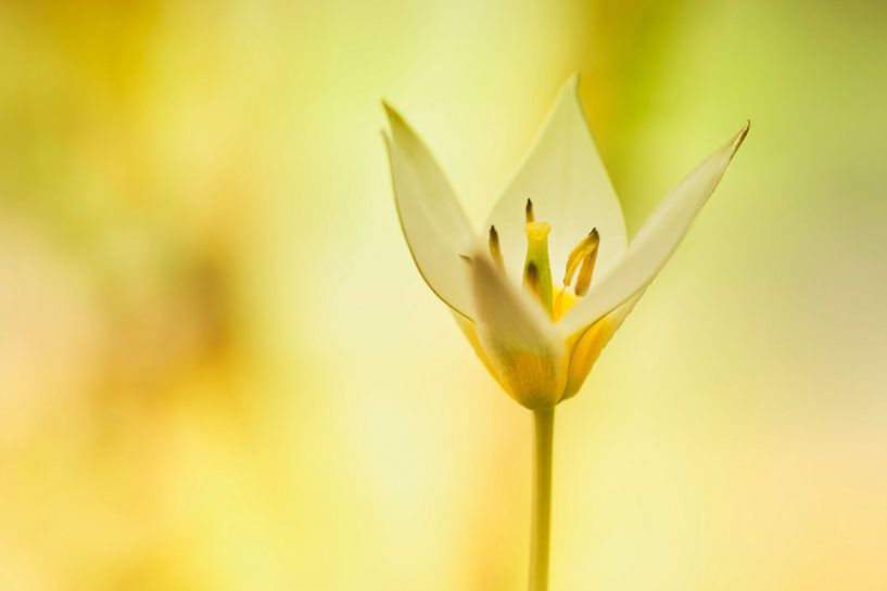 Stern Tulpe von Cor de Hamer