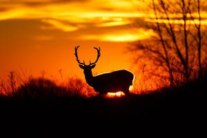 Fallow deer sur Pim Leijen