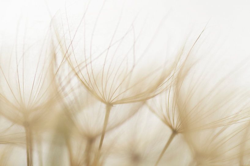 Fluffy (seed fluff of the yellow goat&#039;s-beard) by Birgitte Bergman