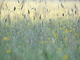 Blumenfeld von Angela Kraan