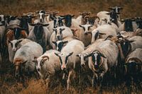 Sheep herding in Drenthe