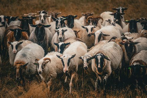 L'élevage de moutons en Drenthe