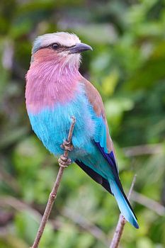 Buse à queue fourchue