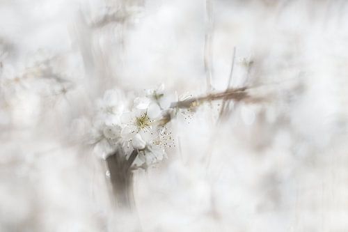 Lente bloesem