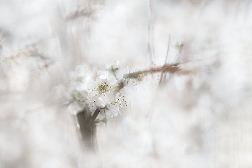 Frühlingsblüte von Ingrid Van Damme fotografie