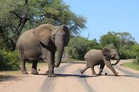 Mother elephant and baby elephant