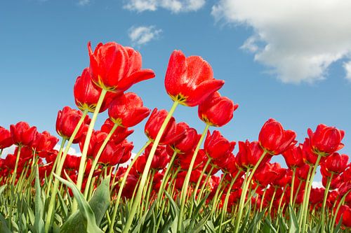 tulpen rood
