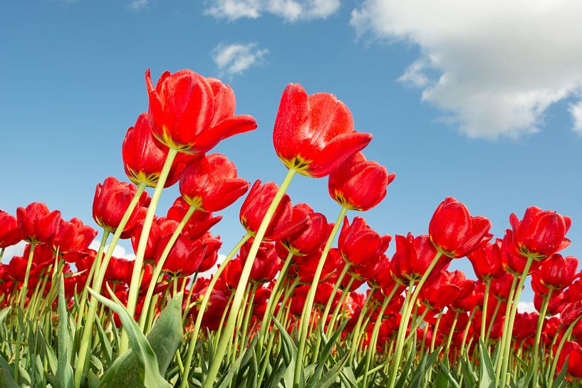 tulips red by Henriette Tischler van Sleen