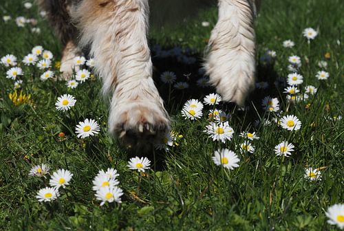Happy!! Jump into the Daisies!